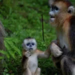 China lends rare golden monkeys to European zoos in diplomatic move