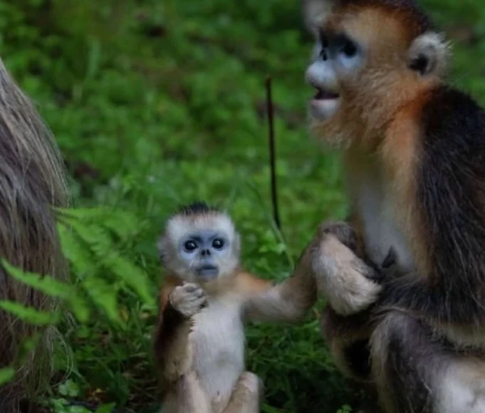 China lends rare golden monkeys to European zoos in diplomatic move