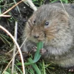 Water voles spotted in River Thame for first time in 20 years