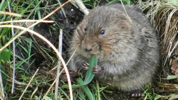 Water voles spotted in River Thame for first time in 20 years
