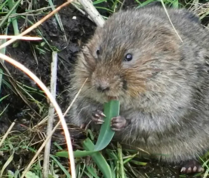 Water voles spotted in River Thame for first time in 20 years